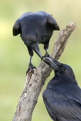 Common raven. Corvus corax