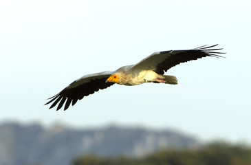 Adult of Egyptian vulture. Neophron percnopterus