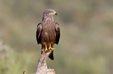 Black kite. Milvus migrans