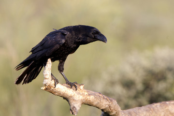 Common raven. Corvus corax