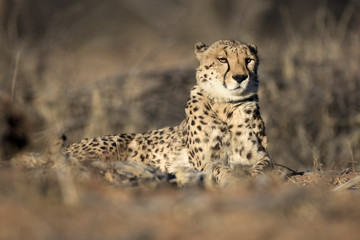 Cheetah in the golden morning light.