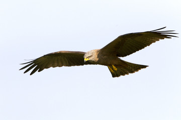 Black kite. Milvus migrans