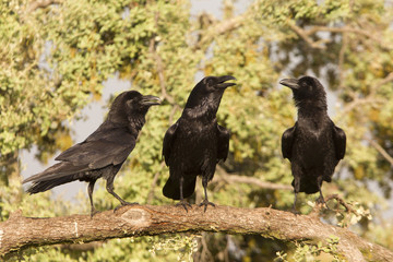 Common raven. Corvus corax
