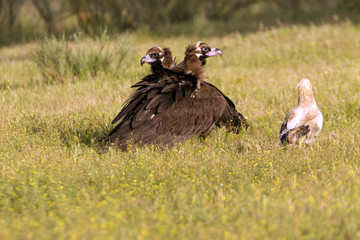 Black vulture. Aegypius monachus.