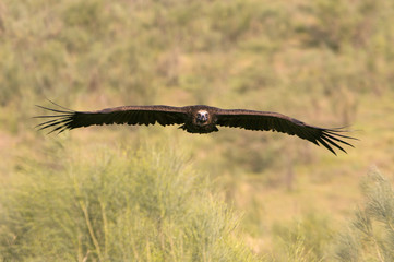 Black vulture. Aegypius monachus.