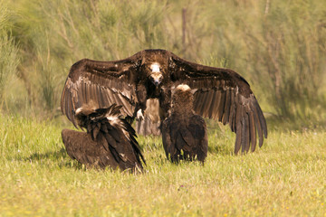 Black vulture. Aegypius monachus.