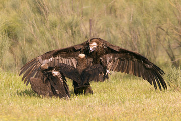 Black vulture. Aegypius monachus.