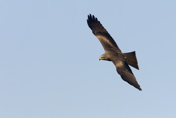 Fototapeta premium Black kite. Milvus migrans