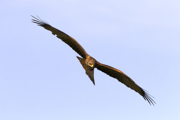 Fototapeta na wymiar Black kite. Milvus migrans