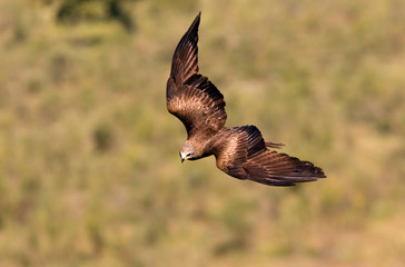 Black kite. Milvus migrans
