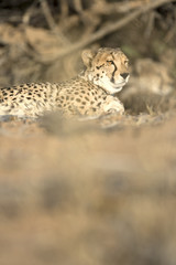 Cheetah in the golden morning light.
