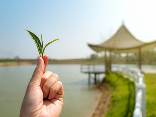 Close-up image of human hand holding tea leaf look like a tree with blurred pavilion on lake and sky backgroun