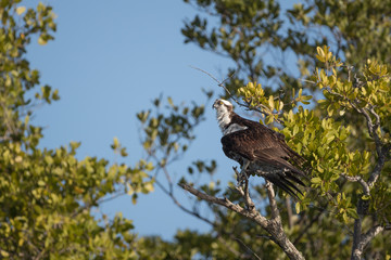 Osprey, —also called Fish eagle, Sea hawk, River hawk, and fish hawk—is a diurnal, fish-eating bird of prey.