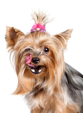 Yorkshire terrier dog licking its nose with his tongue