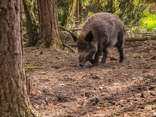Fototapeta premium Wild boar walking towards the camera in woodland.