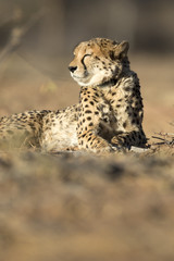 Fototapeta na wymiar Cheetah in the golden morning light.