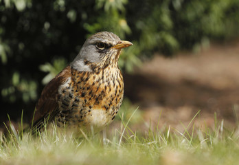 Fieldfare, Turdus pilaris, on the grass in the yard seeking worms. 