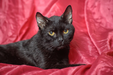 Cute black cat on red background - 144606992