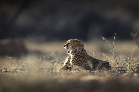 Cheetah in the golden morning light.