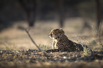 Cheetah in the golden morning light.