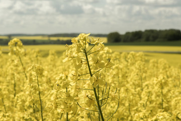 Obraz premium Latvia. Spring. Rape in blossoms. Flowering rapeseed field bounces all shades of yellow. Single chestnut and oak only amplify this game color and light.