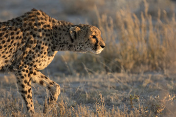 Cheetah in the golden morning light.