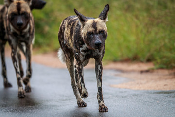 African wild dog walking towards the camera.