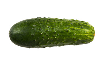 Cucumber growing in garden