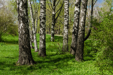 Birch grove in the spring, April 2017, Kiev, Ukraine