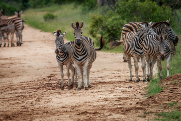 Fototapeta na wymiar Zebras starring at the camera.