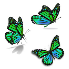 three monarch butterfly