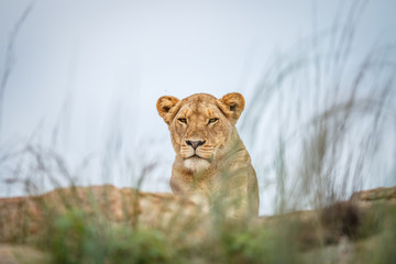 Young male Lion laying on the rocks.