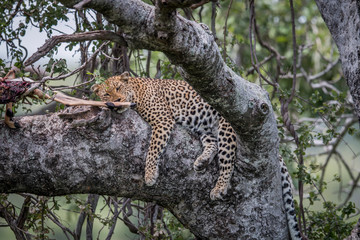 Leopard sleeping in a tree with kill.