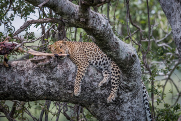 Leopard sleeping in a tree with kill.