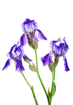 Three violet irises