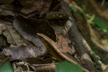 Close up of upper body and head of a Skink Lizard.