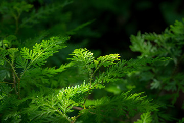Close up of green fern plant in a dense forest with areas illuminated by the sun.