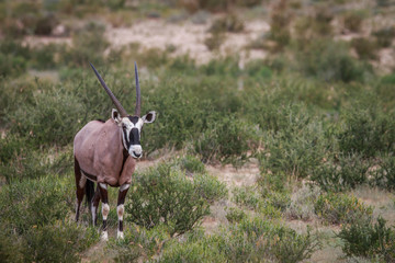 Gemsbok in the grass.