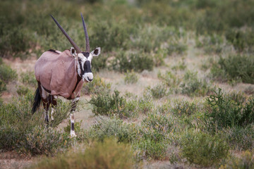 Gemsbok in the grass.