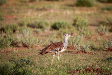 Kori bustard walking in the grass.