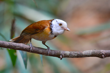 Collared Babbler Bird