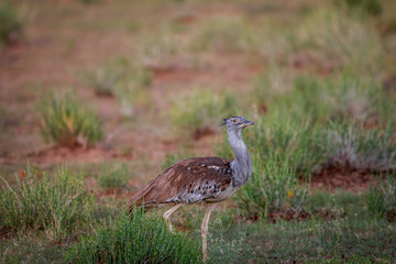 Kori bustard walking in the grass.