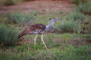 Kori bustard walking in the grass.