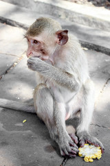 Monkey sits eats food in Lopburi.