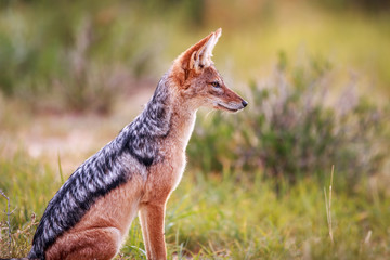 Fototapeta na wymiar Side profile of a Blacked-backed jackal.