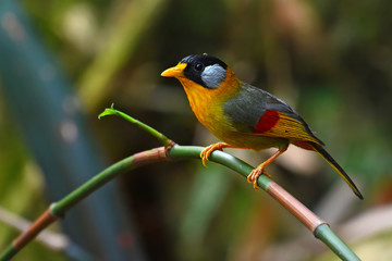 Silver-eared Mesia Bird