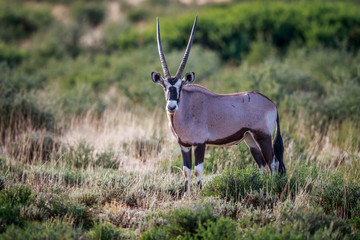 Gemsbok starring at the camera.