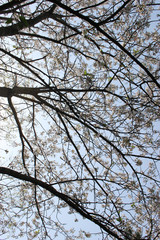 青空、太陽の光と桜