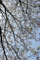 青空、太陽の光と桜