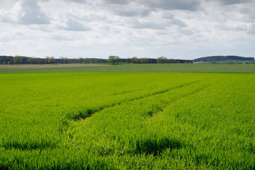 Obraz premium trees on a field in spring